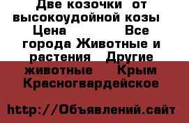 Две козочки  от высокоудойной козы › Цена ­ 20 000 - Все города Животные и растения » Другие животные   . Крым,Красногвардейское